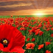 Стенопис с макове