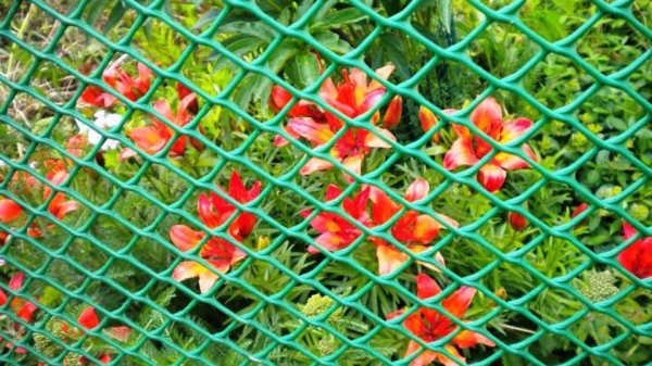 يمكن أيضًا استخدام شبكة الماس كسياج