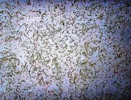 Ποικιλία διακοσμητικών παλτών Ποικιλία διακοσμητικών παλτών