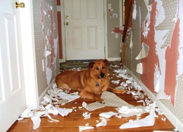 Comment sevrer un chien pour déchirer le papier peint Comment sevrer un chien pour déchirer le papier peint