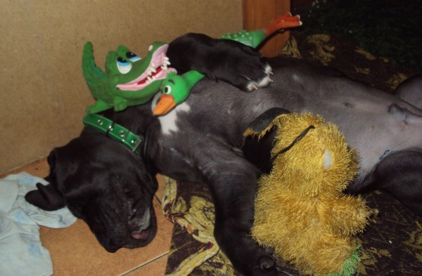 Jouets pour chiens préférés Jouets pour chiens préférés