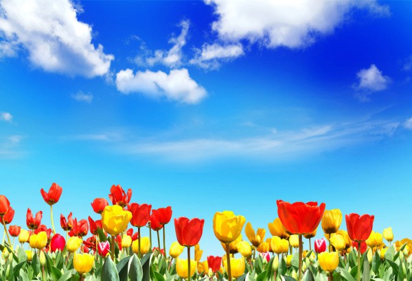 Die engen Tulpen geben uns das Gefühl, den Himmel zu bewundern und in Blumen zu liegen