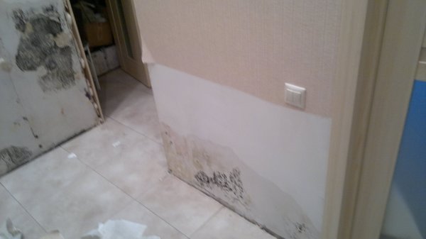 Die Verarbeitung mit speziellen Zusammensetzungen der Wände vor der Installation der Trockenbauwand ist erforderlich, um das Auftreten von Schimmel oder Pilzen an den Wänden nicht zu beeinträchtigen