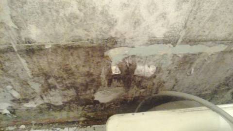 Yüksek nem mantar gelişimini destekler