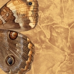 Sıva kullanarak sıva