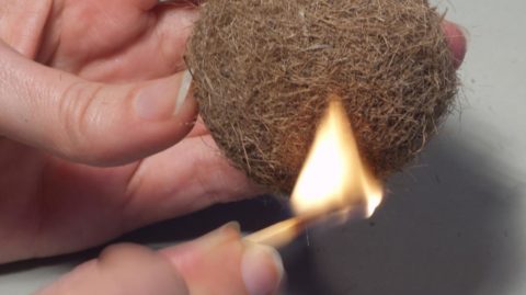 Posidonia oceanica brennt praktisch nicht Posidonia oceanica brennt praktisch nicht